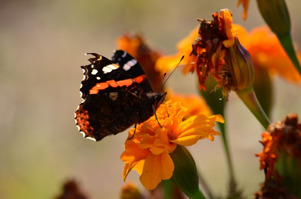 Rusałka admirał (Vanessa atalanta)