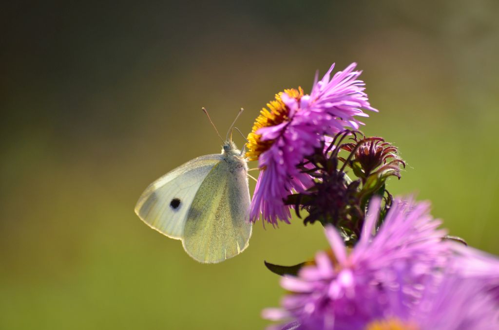 Bielinek rzepnik (Pieris rapae)