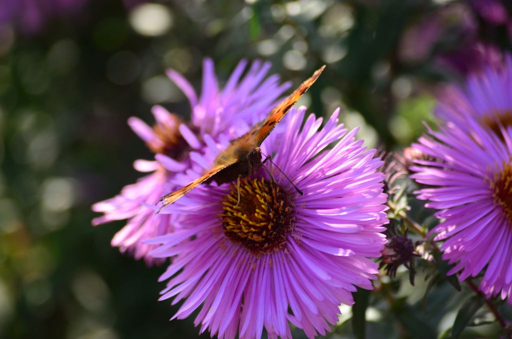 Rusałka ceik (Polygonia c-album L.)