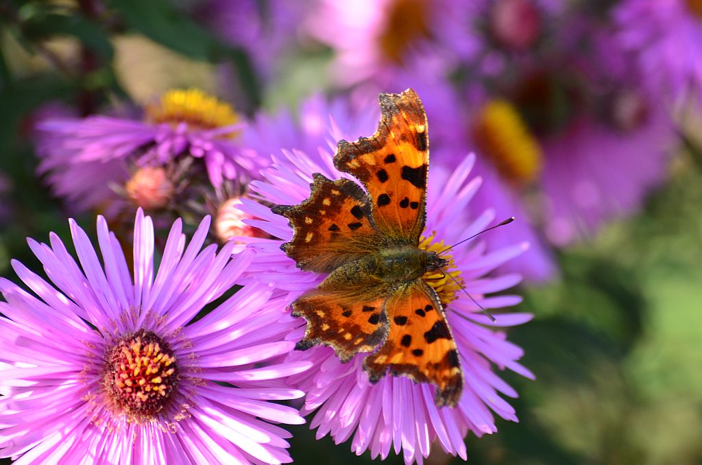 Rusałka ceik (Polygonia c-album L.)