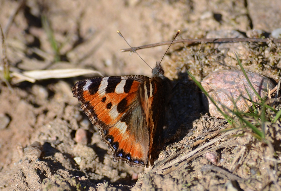 Rusałka pokrzywnik (Aglais urticae)