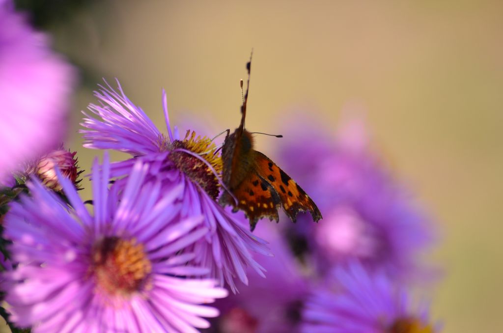Rusałka ceik (Polygonia c-album L.)