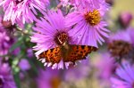 Rusałka ceik (Polygonia c-album L.)