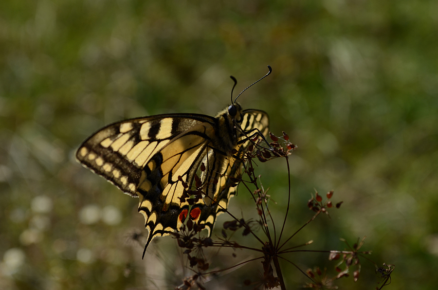Paź królowej (Papilio machaon)