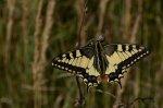 Paź królowej (Papilio machaon)