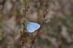Modraszek wieszczek (Celastrina argiolus)
