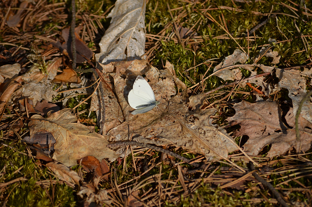 Bielinek kapustnik (Pieris brassicae)