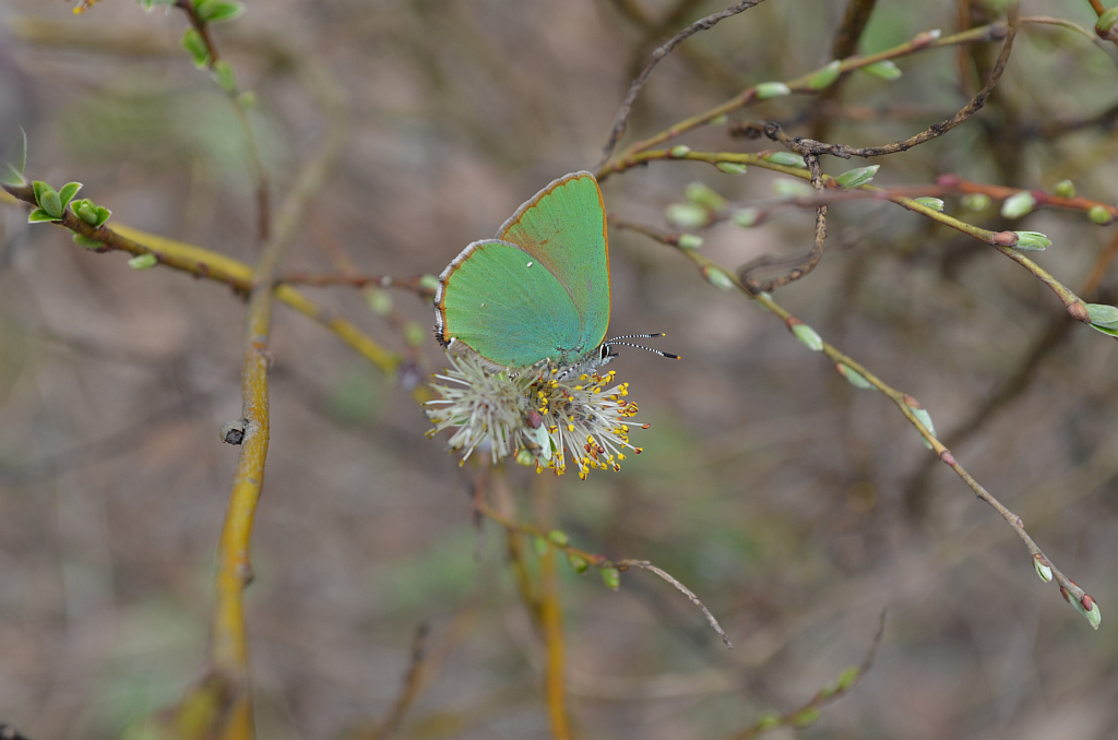 Zieleńczyk ostrężyniec (Callophrys rubi)