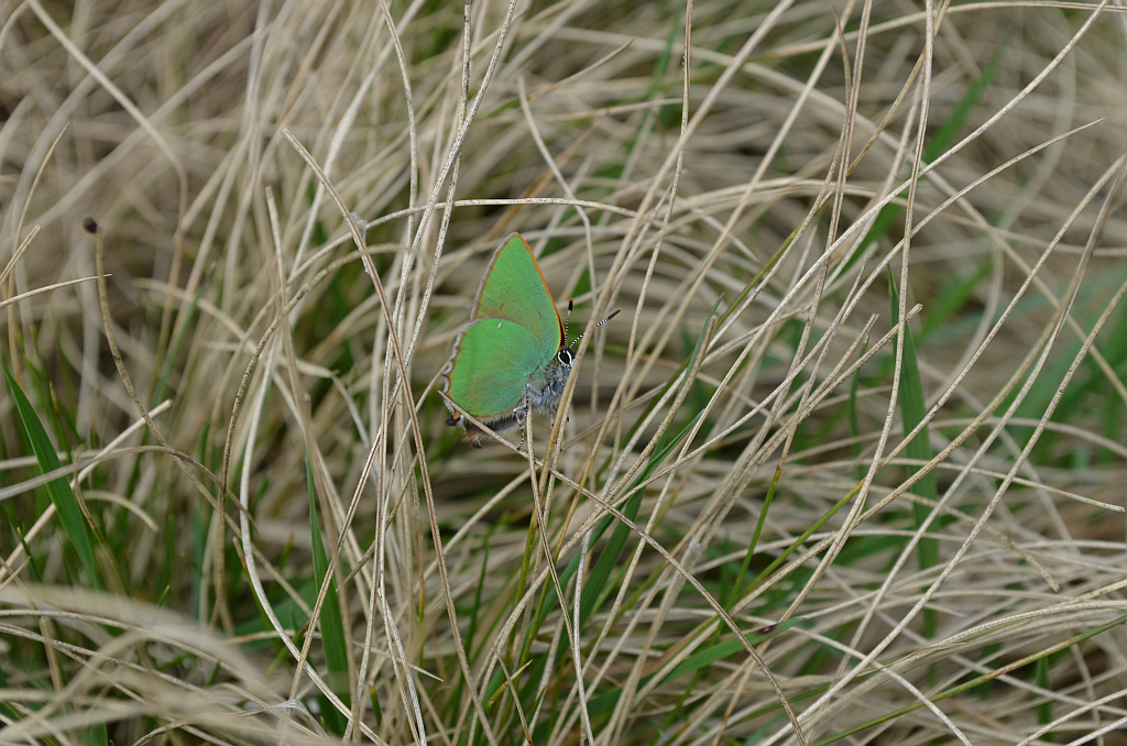 Zieleńczyk ostrężyniec (Callophrys rubi)