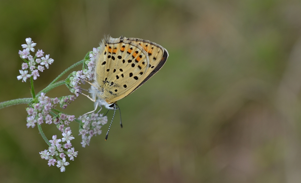 Czerwończyk uroczek (Lycaena tityrus, syn. Heodes tityrus)