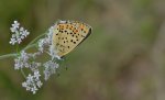 Czerwończyk uroczek (Lycaena tityrus, syn. Heodes tityrus)