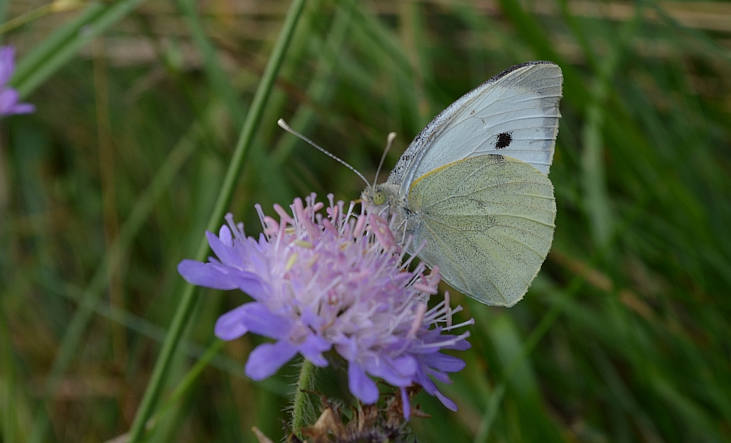 Bielinek kapustnik (Pieris brassicae)