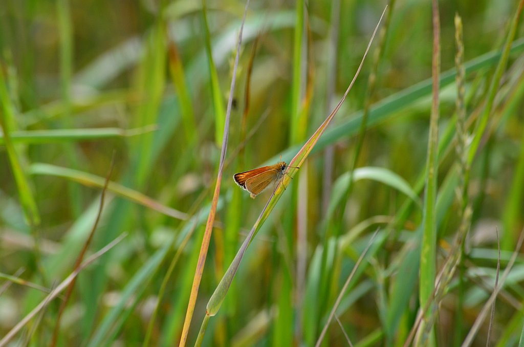 Karłątek ryska (Thymelicus lineola)