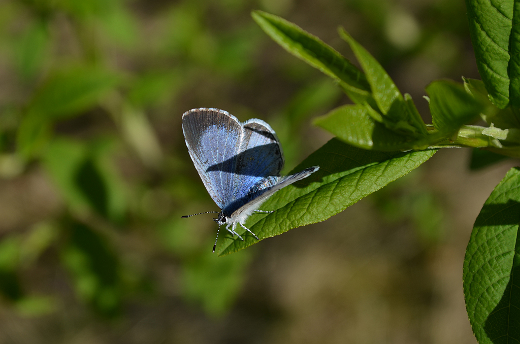 Modraszek wieszczek (Celastrina argiolus)