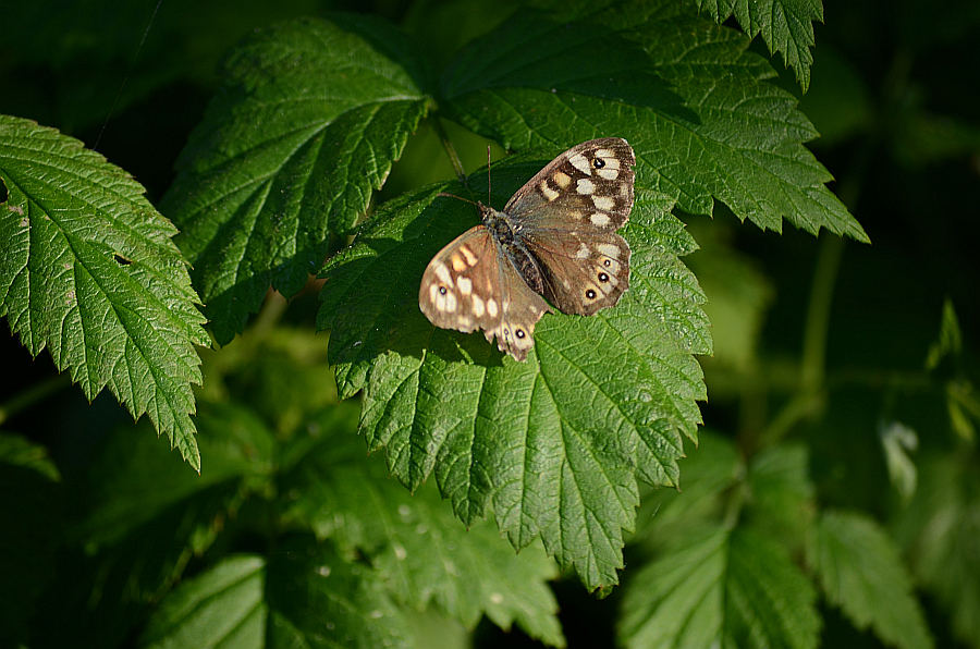 Osadnik egeria (Pararge aegeria)