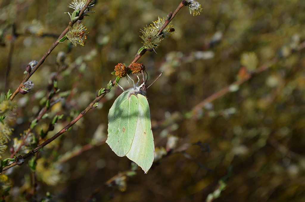 Listkowiec cytrynek (Gonepteryx rhamni)