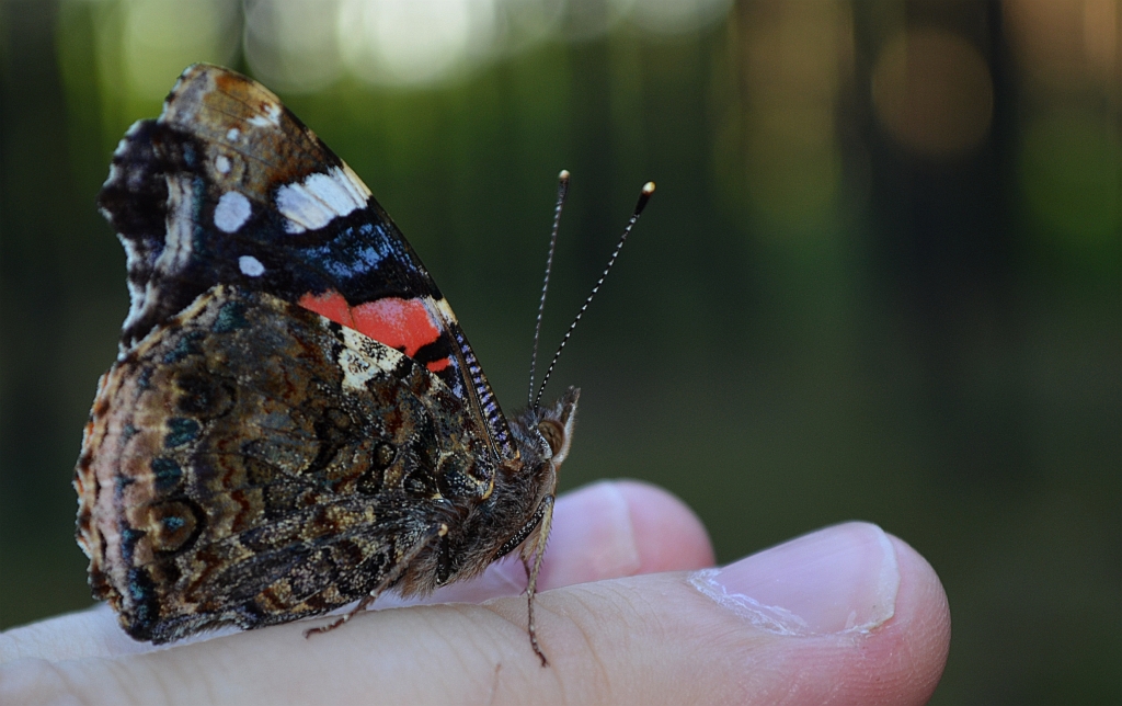 Rusałka admirał (Vanessa atalanta)