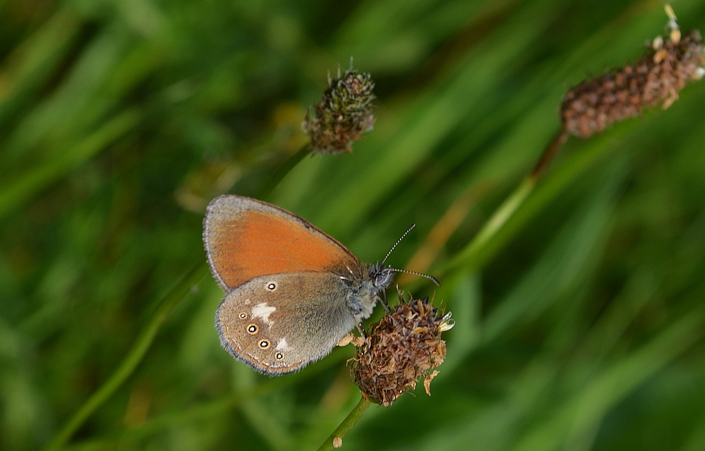 Strzępotek glicerion (Coenonympha glycerion)