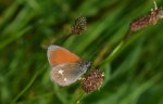 Strzępotek glicerion (Coenonympha glycerion)