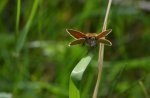 Karłątek leśny, karłątek ceglasty (Thymelicus sylvestris)