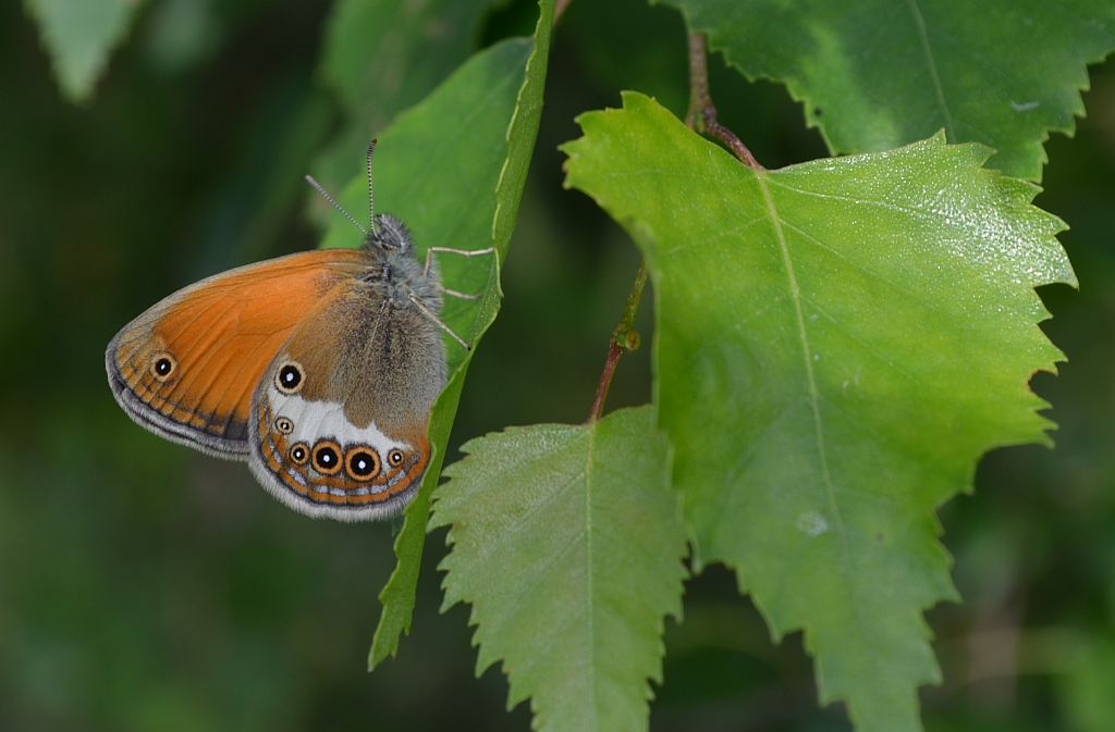 Strzępotek perełkowiec (Coenonympha arcania)