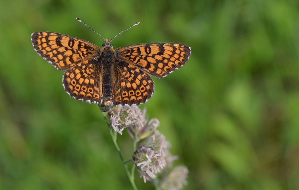 Przeplatka cinksia (Melitaea cinxia)