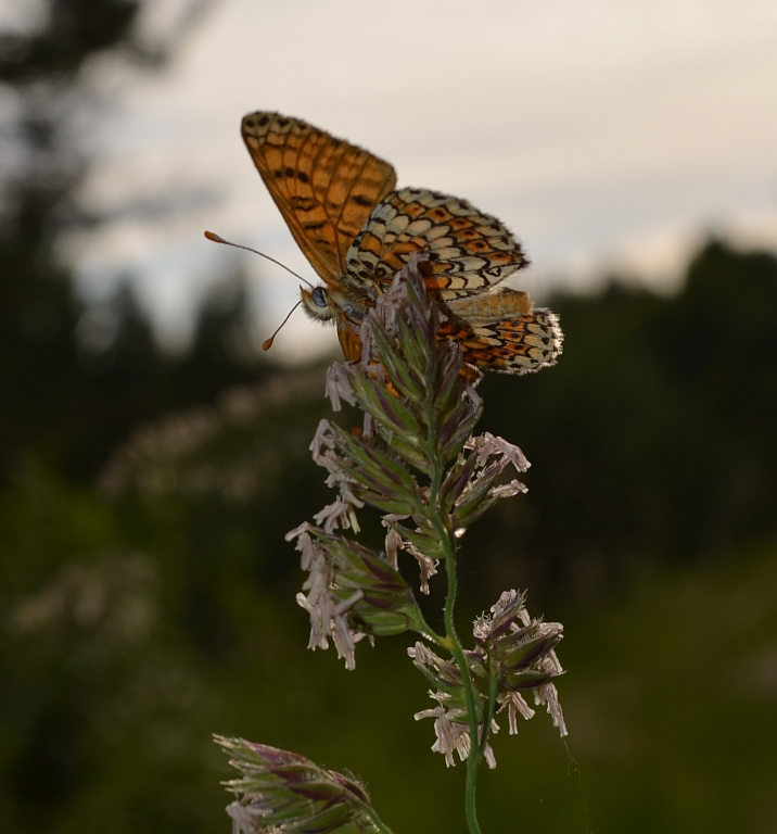 Przeplatka cinksia (Melitaea cinxia)