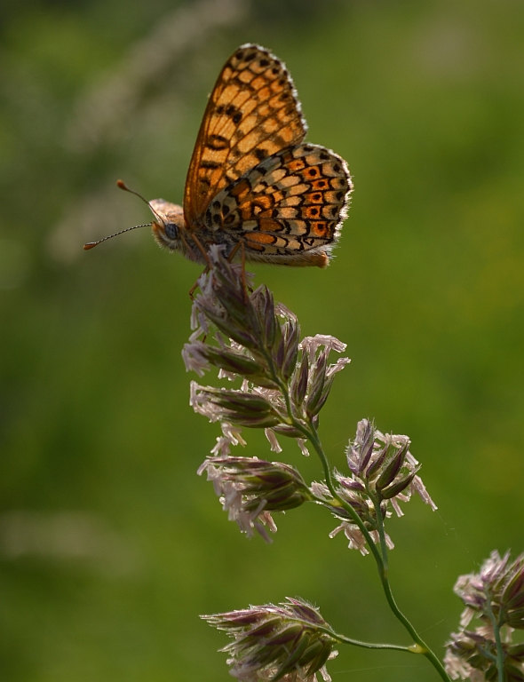 Przeplatka cinksia (Melitaea cinxia)