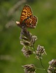 Przeplatka cinksia (Melitaea cinxia)
