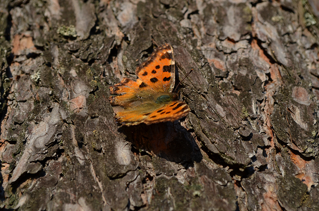 Rusałka drzewoszek (Nymphalis xanthomelas)