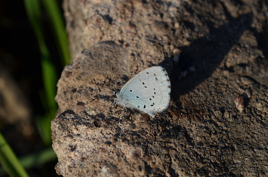 Modraszek wieszczek (Celastrina argiolus)