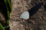 Modraszek wieszczek (Celastrina argiolus)