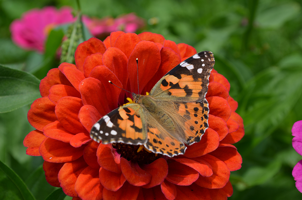 Rusałka osetnik (Vanessa cardui, syn. Cynthia cardui)