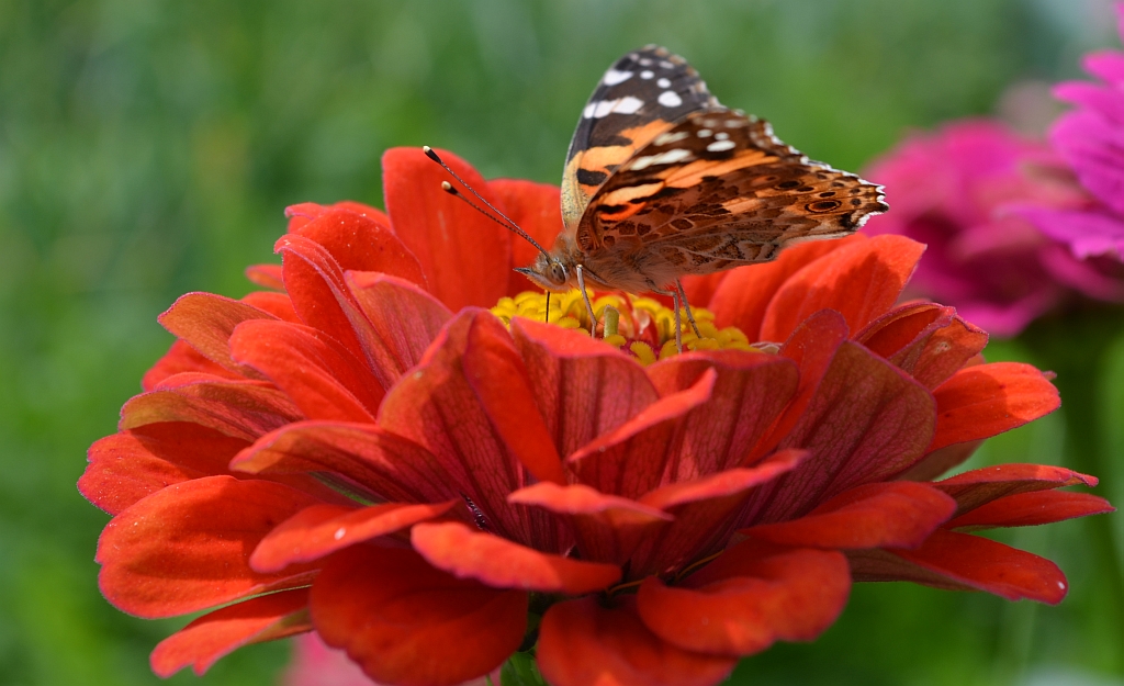Rusałka osetnik (Vanessa cardui, syn. Cynthia cardui)