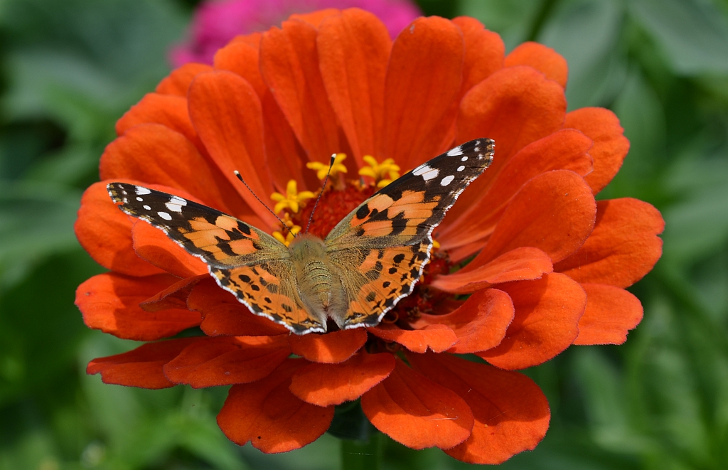 Rusałka osetnik (Vanessa cardui, syn. Cynthia cardui)