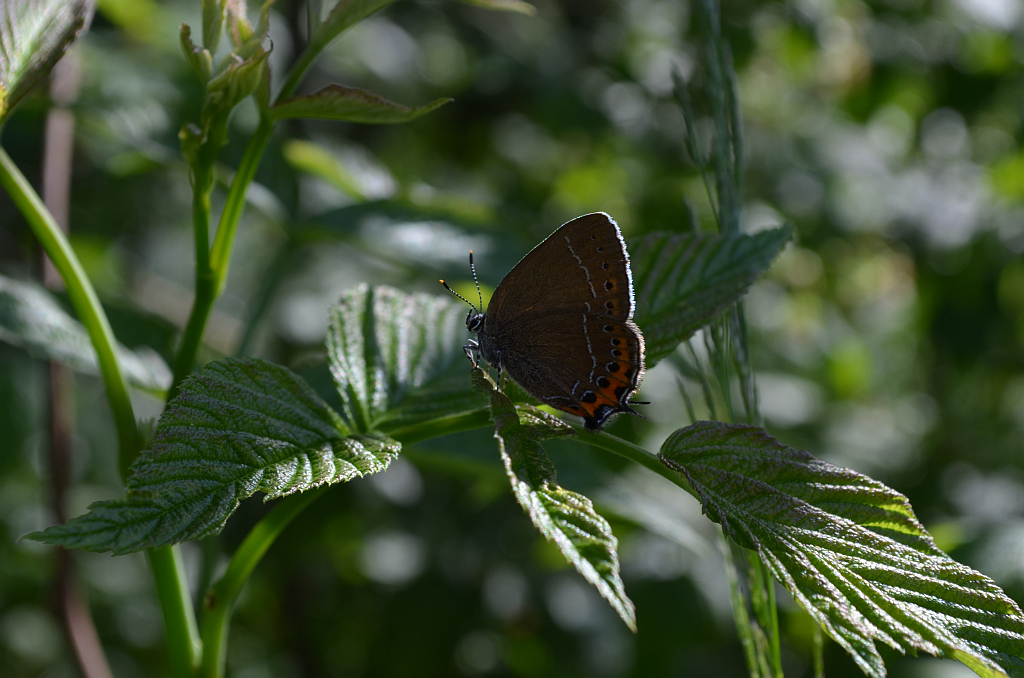 Ogończyk śliwowiec (Satyrium pruni)
