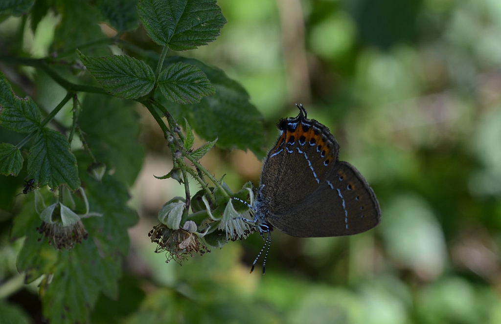 Ogończyk śliwowiec (Satyrium pruni)
