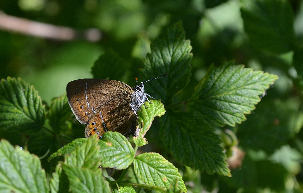 Ogończyk śliwowiec (Satyrium pruni)
