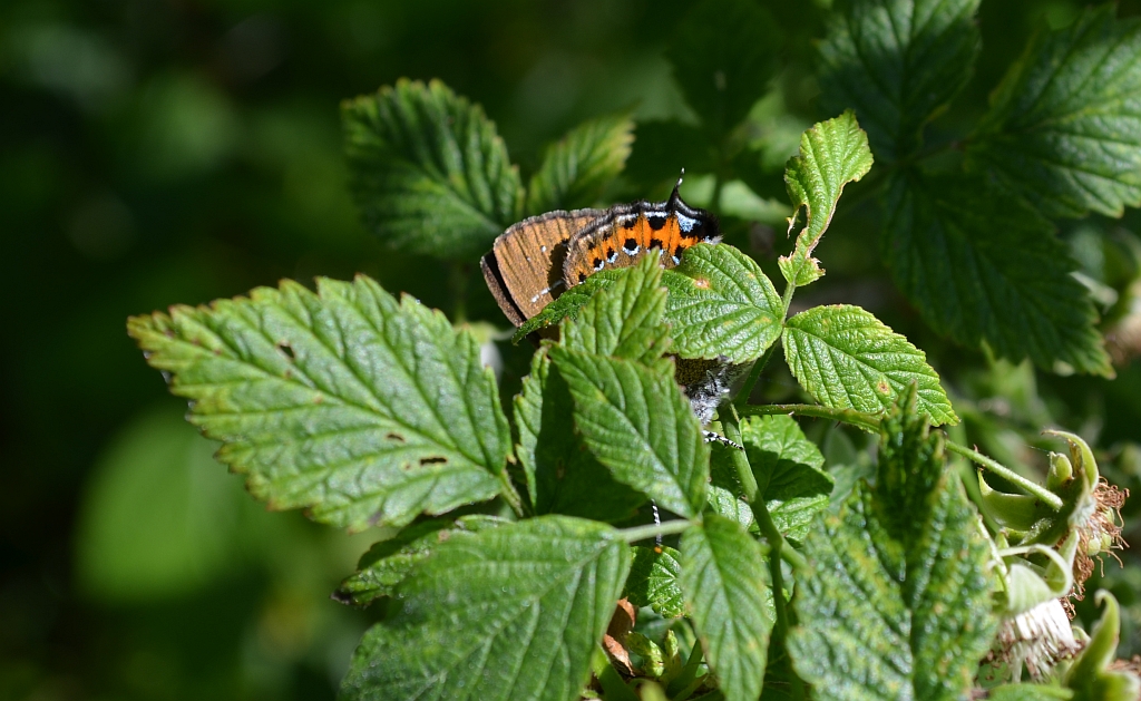 Ogończyk śliwowiec (Satyrium pruni)