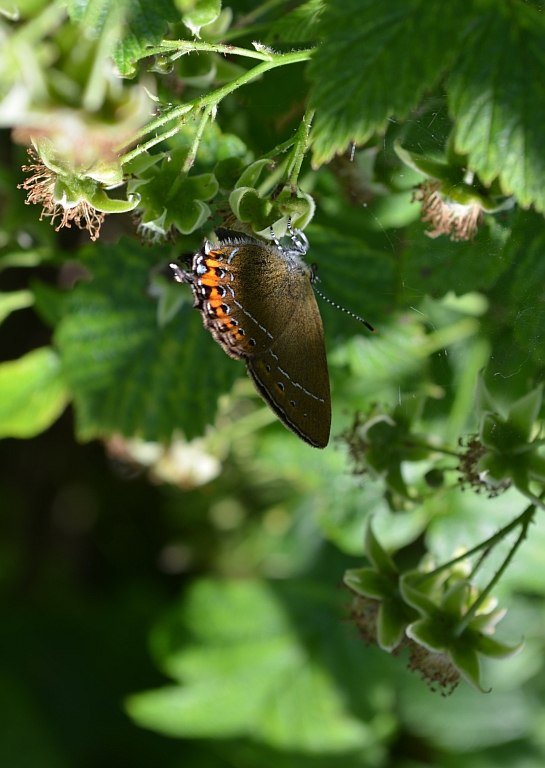 Ogończyk śliwowiec (Satyrium pruni)