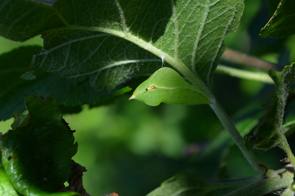 Latolistek cytrynek (Gonepteryx rhamni)