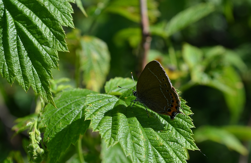 Ogończyk śliwowiec (Satyrium pruni)