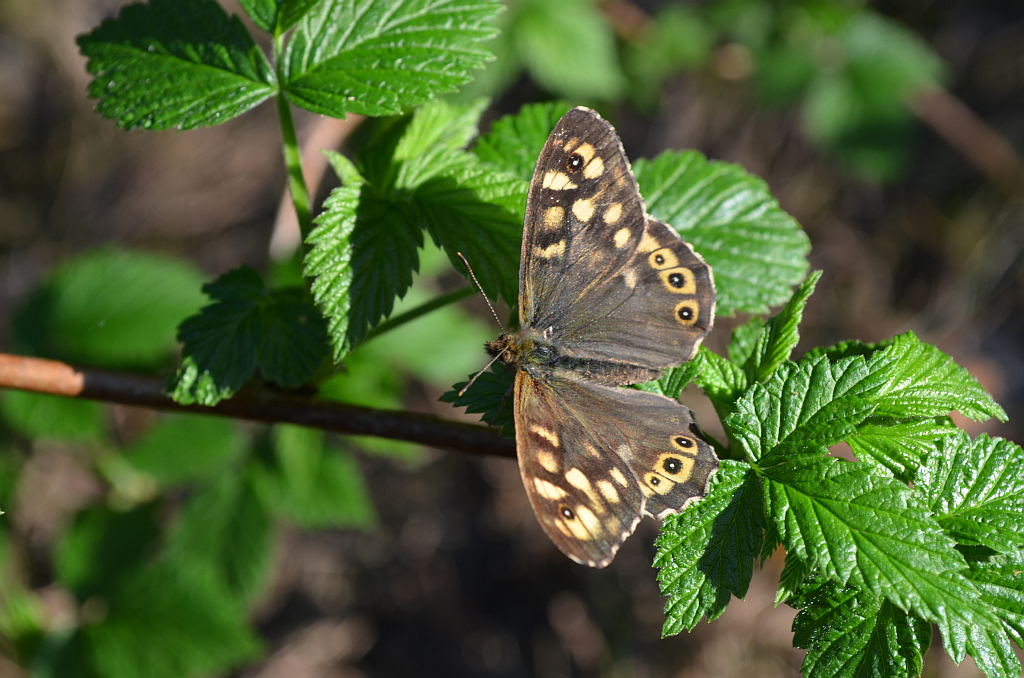 Osadnik egeria (Pararge aegeria)