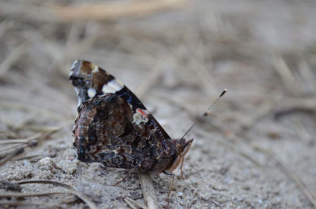 Rusałka admirał (Vanessa atalanta)