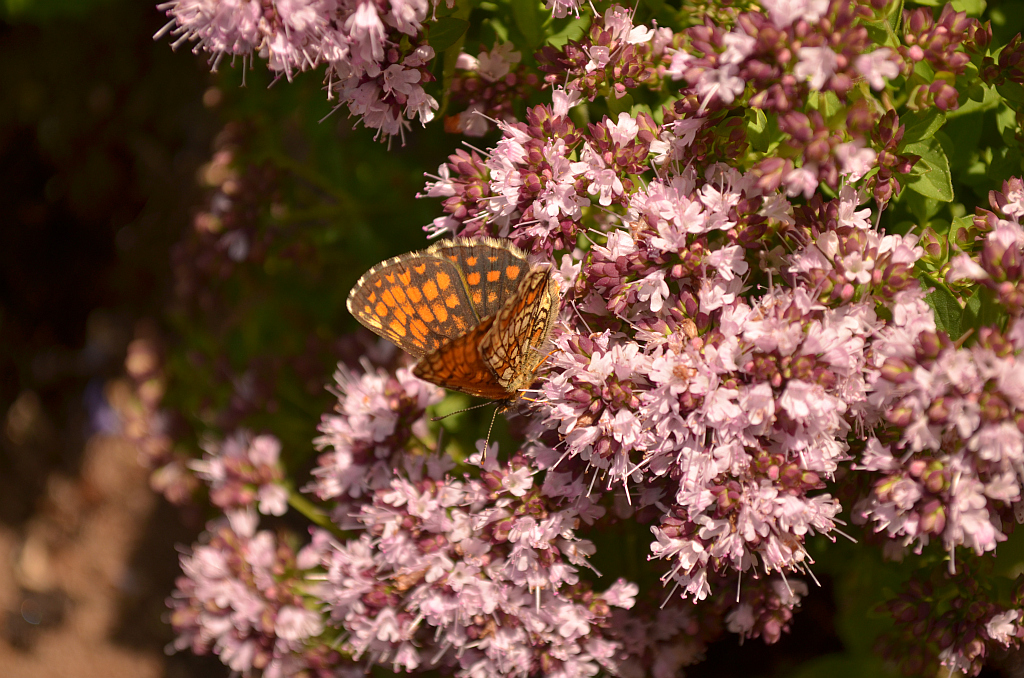 Przeplatka atalia (Melitaea athalia)