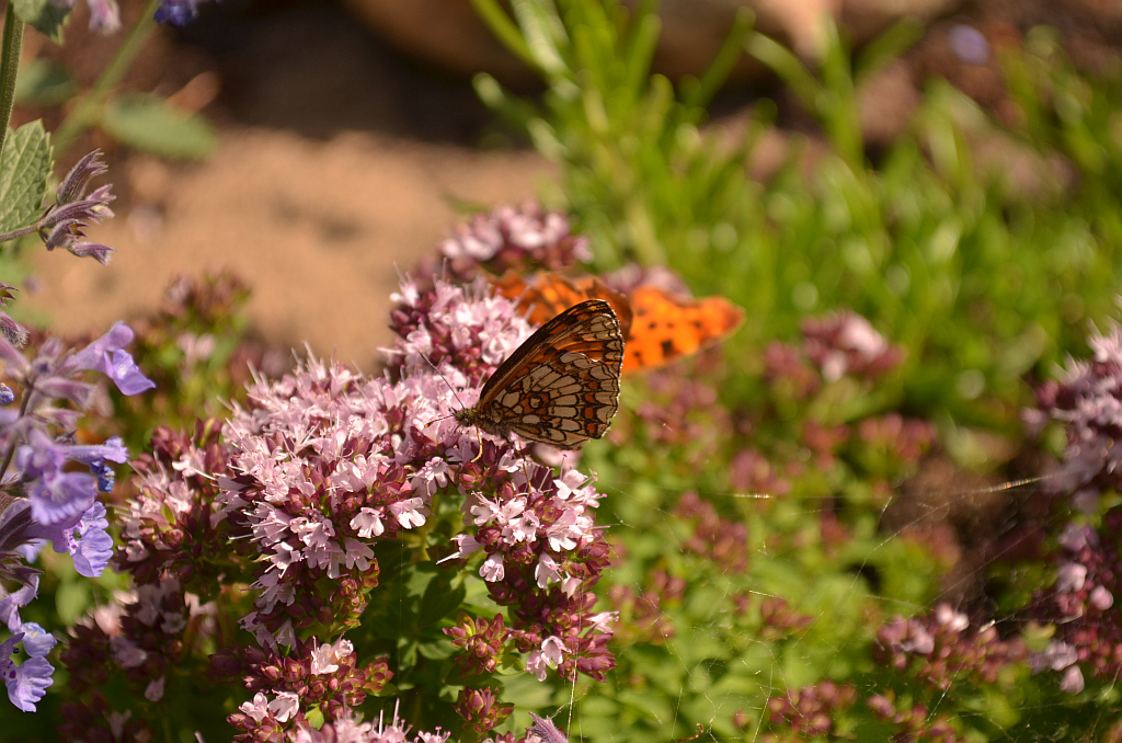 Przeplatka atalia (Melitaea athalia)