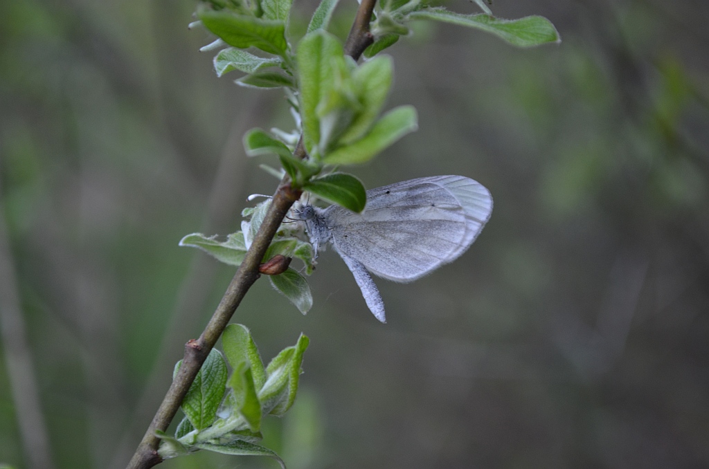 Wietek gorczycznik (Leptidea sinapis)