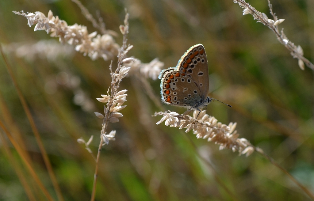 Modraszek adonis (Lysandra bellargus, Polyommatus bellargus)