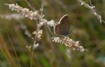 Modraszek adonis (Lysandra bellargus, Polyommatus bellargus)