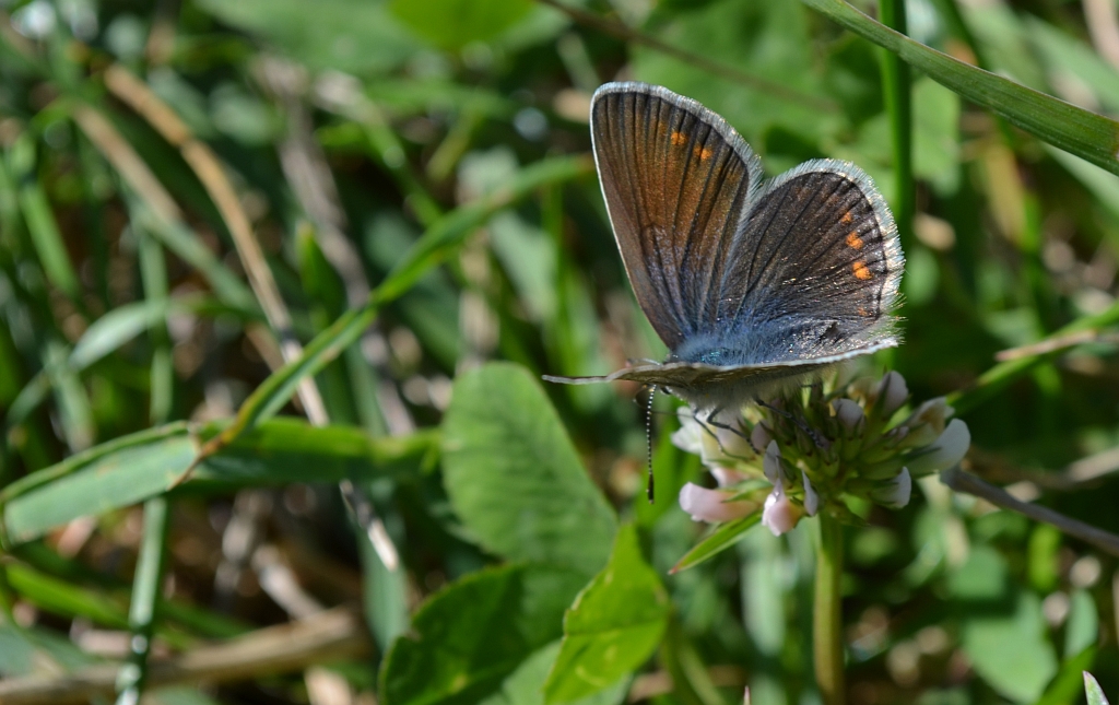 Modraszek adonis (Lysandra bellargus, Polyommatus bellargus)